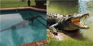 Suýt thành mồi ngon cho cá sấu dài 2,4m trong chính bể bơi gia đình