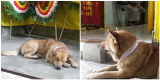 Rơi nước mắt chú chó buồn bã nằm một chỗ trong lễ tang chủ nhân