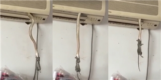 Khiếp vía với cảnh rắn rủ chuột chui vào máy lạnh tránh nóng