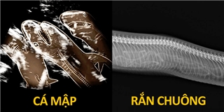 Những cái bụng bầu lúc nhúc con của động vật soi qua tia X quang