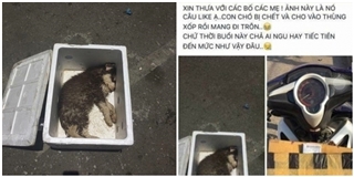 Tranh cãi quanh sự thật bức ảnh chó con chết ngạt trong thùng xốp