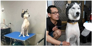 Chú chó "hờn cả thế giới" vì bị chủ "cạo lông" chống sốc nhiệt mùa hè