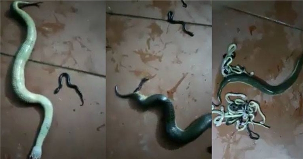 Kinh dị chứng kiến cảnh rắn đứt đầu vẫn đẻ hàng chục rắn con đầy nhà