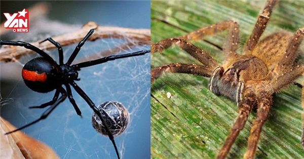 10 loại nhện cực độc chỉ một phát cắn sẽ khiến bạn dở sống dở chết