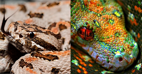 Những loài rắn có vẻ ngoài “nịnh mắt” đến ngỡ ngàng