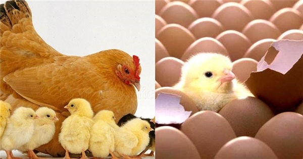 Lý giải vì sao trứng gà thường nở cùng lúc dù được đẻ vào thời gian khác nhau