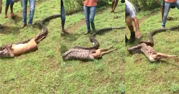 Sự thật đằng sau cảnh tượng khiếp sợ "trăn nuốt chửng nai chỉ trong 10 giây"