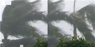 Clip: Gió giật kinh hoàng trong mưa bão ở miền Trung