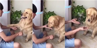 Phản ứng của chú chó bị thua khi chơi tay có tay không khiến ai cũng phì cười