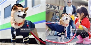 Trưởng ga tàu ở Hokkaido hóa ra là... một chú chó