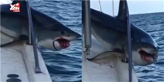 Sự việc hy hữu: Cá mập lao lên tàu cắn phá điên cuồng với cái miệng tung toé máu
