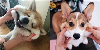 Xem mặt lũ cún cưng khi bị chủ bẹo má này
