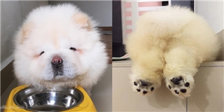 Tan chảy với sinh vật mà không ai biết là cún con hay là gấu con