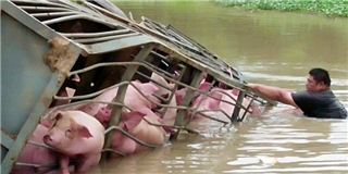 Xe tải lật, 100 chú lợn chới với giữa dòng nước