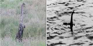Lại phát hiện quái vật hồ Loch Ness chỉ cách nhà 200km?