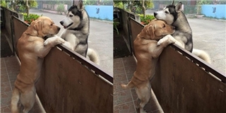 Cảm động hai em chó ôm nhau giúp bạn thân vượt qua khủng hoảng