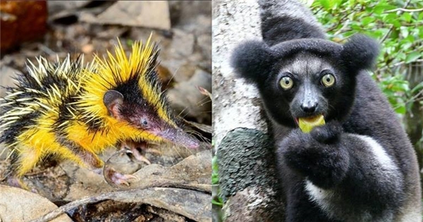 Rừng Madagascar đối thủ của Amazon trong việc quy tụ các sinh vật kỳ dị bậc nhất