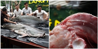 Cặp "thủy quái" 200 kg xuất hiện gây xôn xao Đà Nẵng