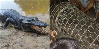 Người dân Hà Nội bắt được cá sấu khủng nặng hơn 30kg