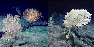 Sững sờ với vườn địa đàng vừa được phát hiện ở độ sâu 2.350m dưới đáy biển