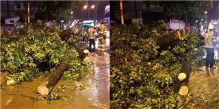 Hà Nội: Gió lớn làm cây xà cừ gãy đổ chắn ngang đường, nhiều người hốt hoảng
