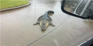 Siêu bão Harvey: Cá sấu tung tăng lượn ngoài đường, dân Mỹ chết khiếp