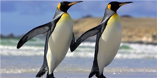 Đánh ghen mà còn buồn cười, chim cánh cụt đúng là loài dễ thương nhất quả đất