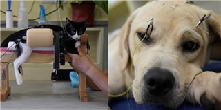 Châm cứu: Một hướng chăm sóc sức khỏe chuyên biệt cho thú cưng