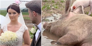 Cô dâu méo mặt vì chú rể cho hơn 50 con lợn xuất hiện trong lễ cưới