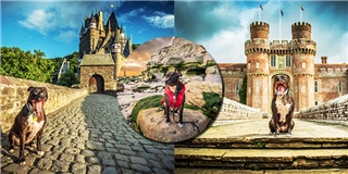 Chú chó sướng nhất quả đất, đi du lịch toàn Châu Âu lại còn được chụp ảnh đẹp