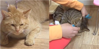 Tuyệt chiêu cực hay khiến các hoàng thượng mèo bỏ tật đánh nhau chí chóe