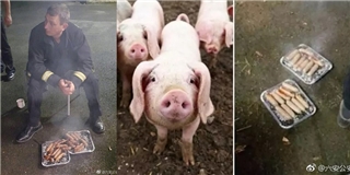 20 chú lợn được cứu khỏi đám cháy, nửa năm sau lại bị đem làm xúc xích để tỏ lòng cảm ơn đội cứu hỏa