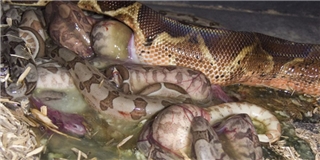 Cận cảnh trăn Anaconda - quái vật Nam Mỹ đẻ con khiến ai xem cũng rùng mình