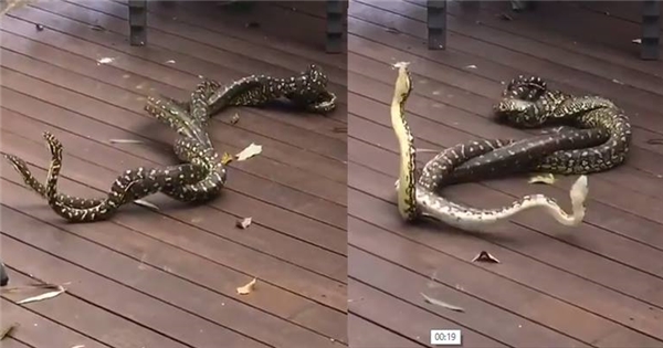 Ai cũng tưởng 2 con trăn đang giao phối, nhưng thực ra chúng có một âm mưu khác