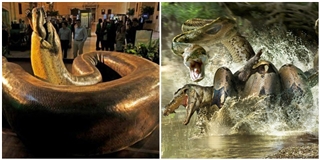 Có một con quái vật trăn mang kích cỡ khủng bố gấp 2 lần trăn Anaconda