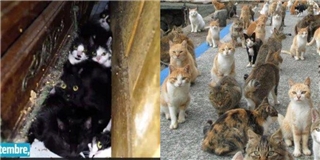 Cô gái nuôi 130 chú mèo trong căn hộ 25m2 bẩn thỉu và thường xuyên ném mèo từ tầng 3 xuống đất