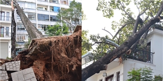 Sài Gòn: Mưa cực lớn khiến cây xanh khủng bật gốc đè vào nhà dân