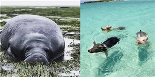 Siêu bão Irma biến bãi biển của các chú lợn tung tăng bơi lội thành ra hoang tàn thế này