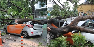 Sài Gòn: Mưa lớn làm cây cổ thụ bật gốc, đè bẹp dúm ô tô