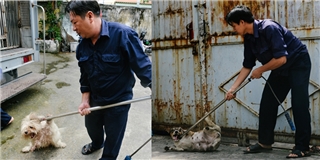 Nhiều chú chó lang thang bị tóm gọn: Đội bắt chó thả rông lên tiếng