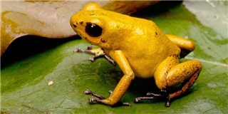Nhận diện loài ếch đẹp nhất hành tinh có thể giết 20 người trong nháy mắt