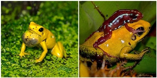 Con ếch độc bậc nhất thế giới và bí ẩn đằng sau nó cuối cùng đã được khoa học giải đáp