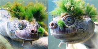 Chụp ảnh dưới nước, thanh niên không ngờ tìm được chú rùa báu vật cung đình
