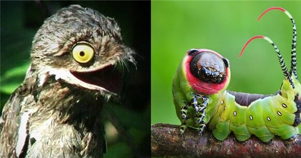 7 sinh vật có ngoại hình xấu không tưởng như là "con ghẻ" của thiên nhiên