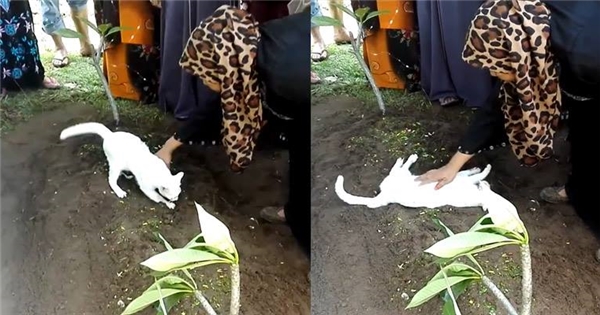 Cảnh tượng kỳ lạ: Mèo trắng không thân thiết đột nhiên xuất hiện đào bới, ăn vạ bên mộ người xa lạ
