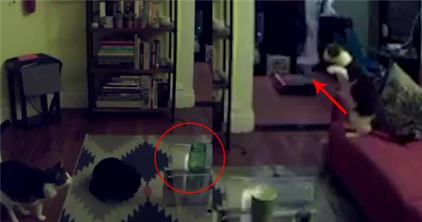 Mèo cưng có hành vi lạ, người chủ đặt camera và phát hiện sự thật kinh hồn