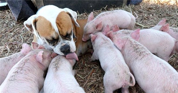 Như có duyên từ đời trước, chú chó Boxer và 8 con heo con nhận mẹ nhận con sống chung một chuồng