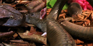Cuộc chiến kinh ngạc: Hạ rắn độc chỉ sau 1 nhát cắn, chuột chù ăn sạch sẽ nguyên con rắn dài cả mét