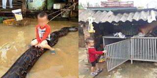 Thông tin bất ngờ về hình ảnh cậu bé 3 tuổi cưỡi trăn khổng lồ đùa nghịch trong nước lũ
