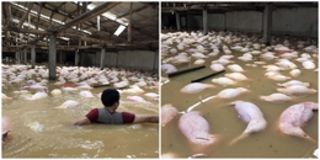 Lũ kinh hoàng tại Yên Định, Thanh Hoá: Người dân bất lực nhìn toàn bộ trại lợn 4000 con chết đuối